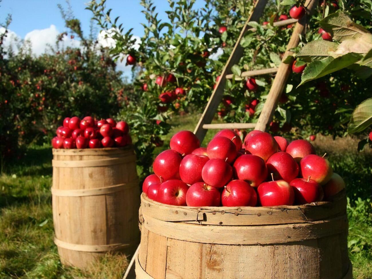 Яблоню нужно подкармливать в течение года
