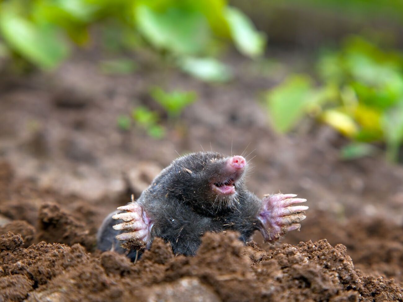 Прежде чем прогонять крота, надо тщательно взвесить это решение