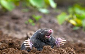 Прежде чем прогонять крота, надо тщательно взвесить это решение