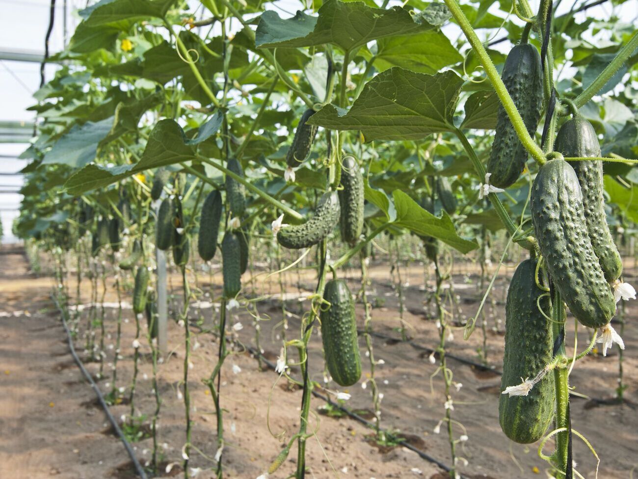 Однією з причин повільного росту огірків у травні може бути поганий полив