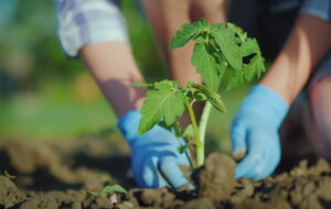 Эксперт советует поливать каждую лунку перед посадкой растений подкормкой на основе аспирина