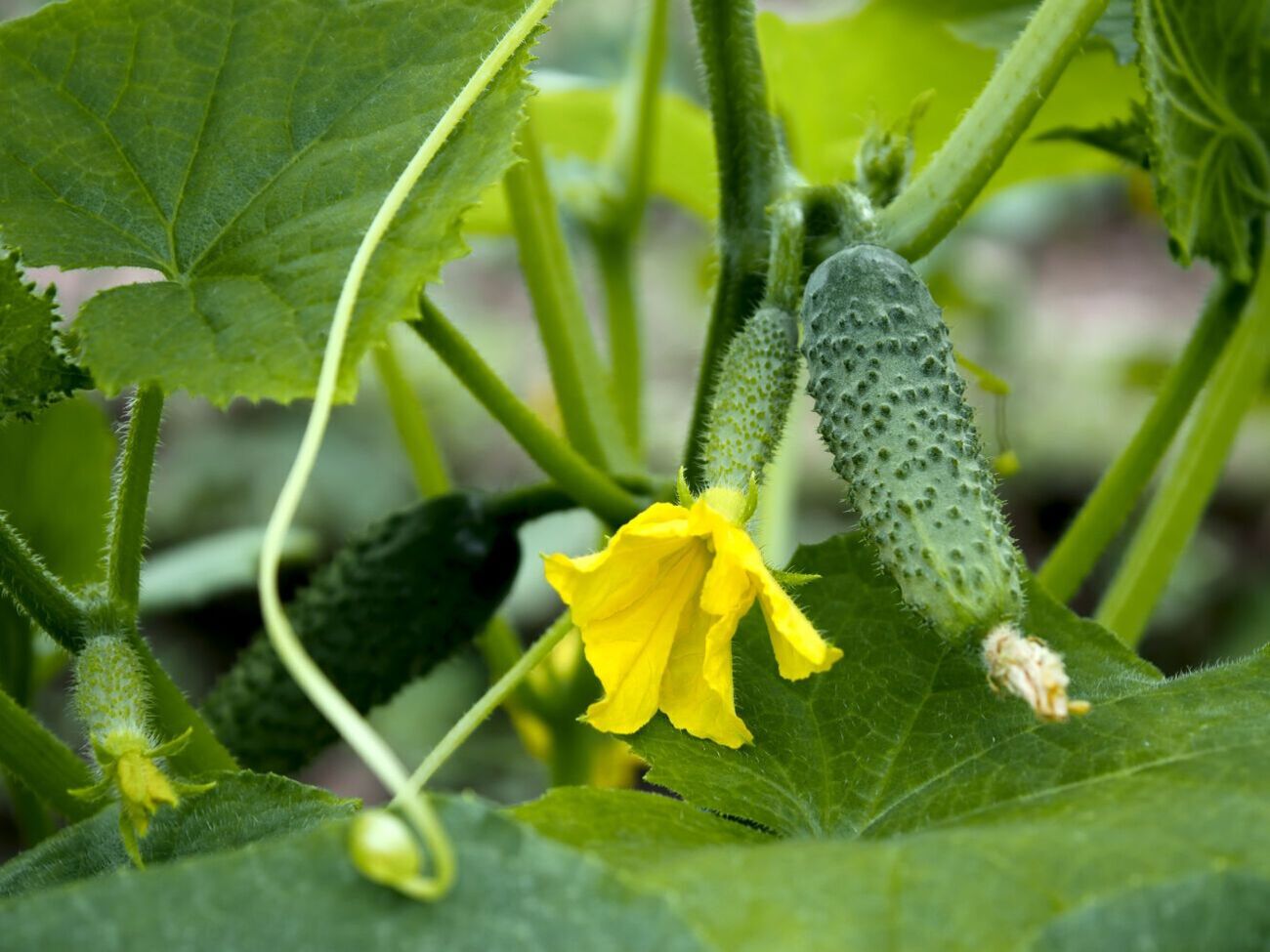Для гарного врожаю огірків важливо вчасно проріджувати листя