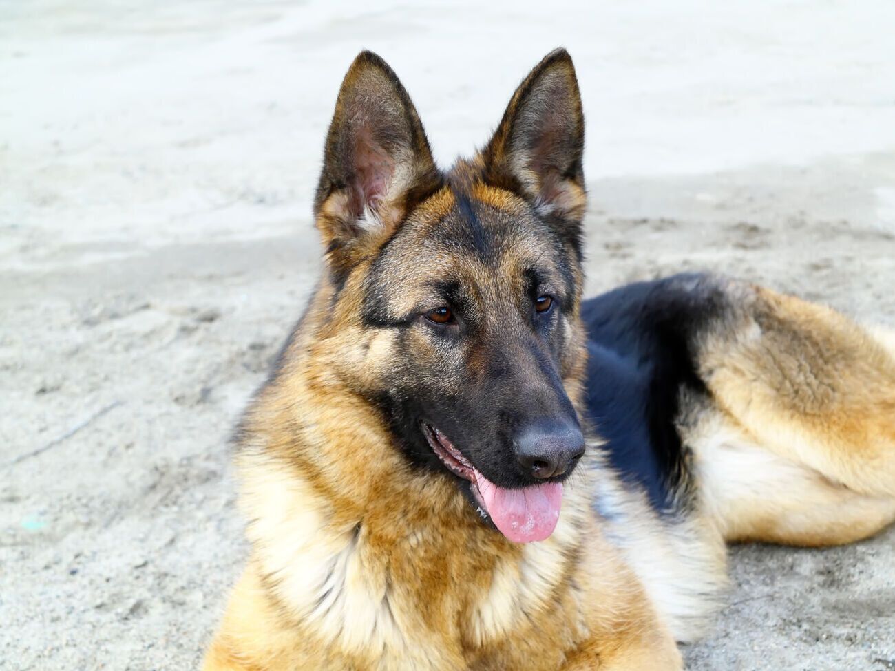 По словам кинолога,&nbsp;собаку нужно гладить, только если произошли какие-то положительные события