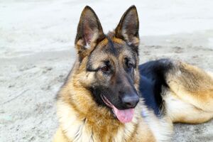 По словам кинолога, собаку нужно гладить, только если произошли какие-то положительные события