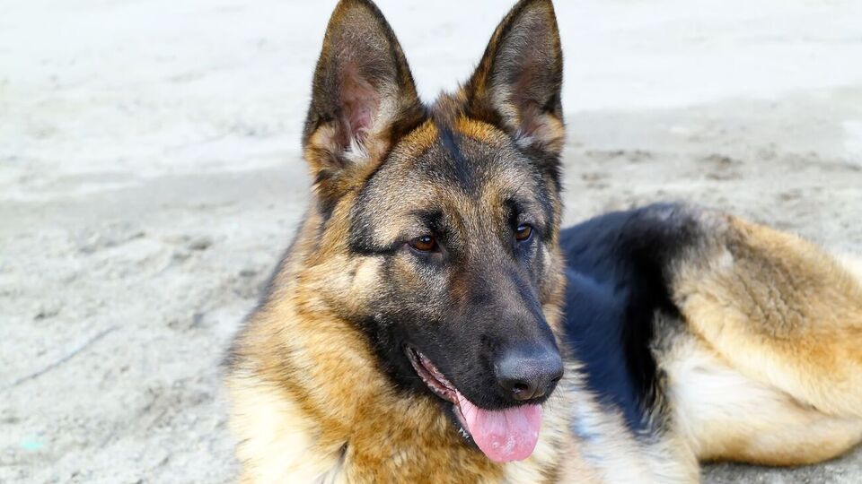 По словам кинолога, собаку нужно гладить, только если произошли какие-то положительные события