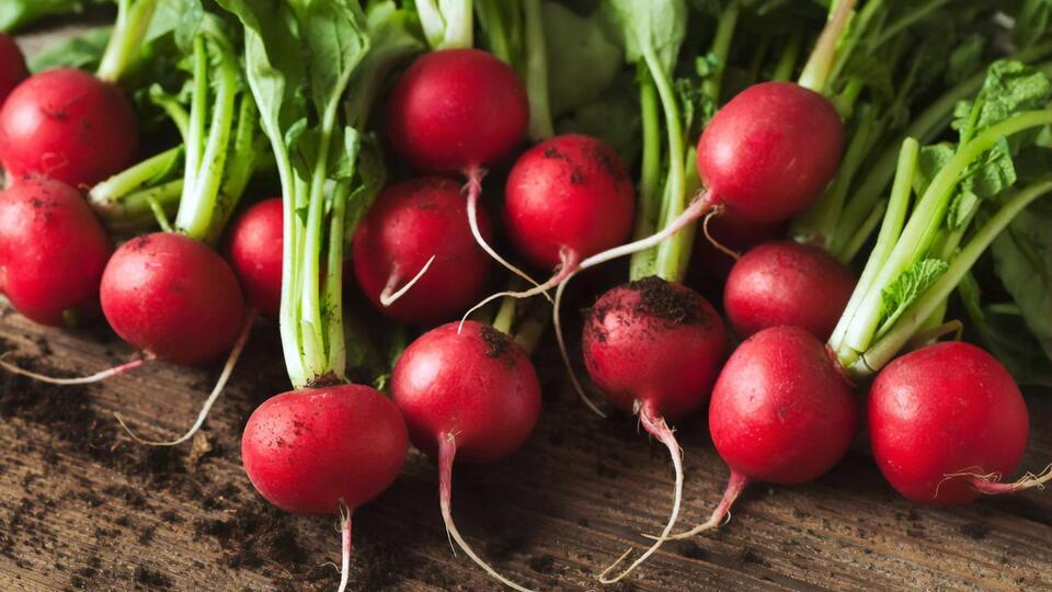 Редис нужно сажать в подготовленную почву