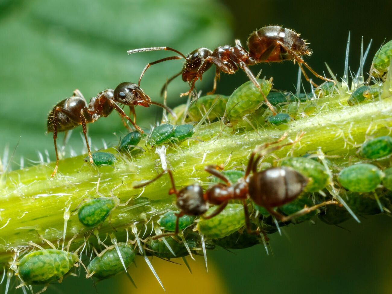 Самі собою мурахи не завдають шкоди людям, але є розносниками попелиці