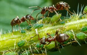 Сами по себе муравьи не причиняют вреда людям, но являются разносчиками тли