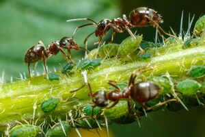 Самі собою мурахи не завдають шкоди людям, але є розносниками попелиці