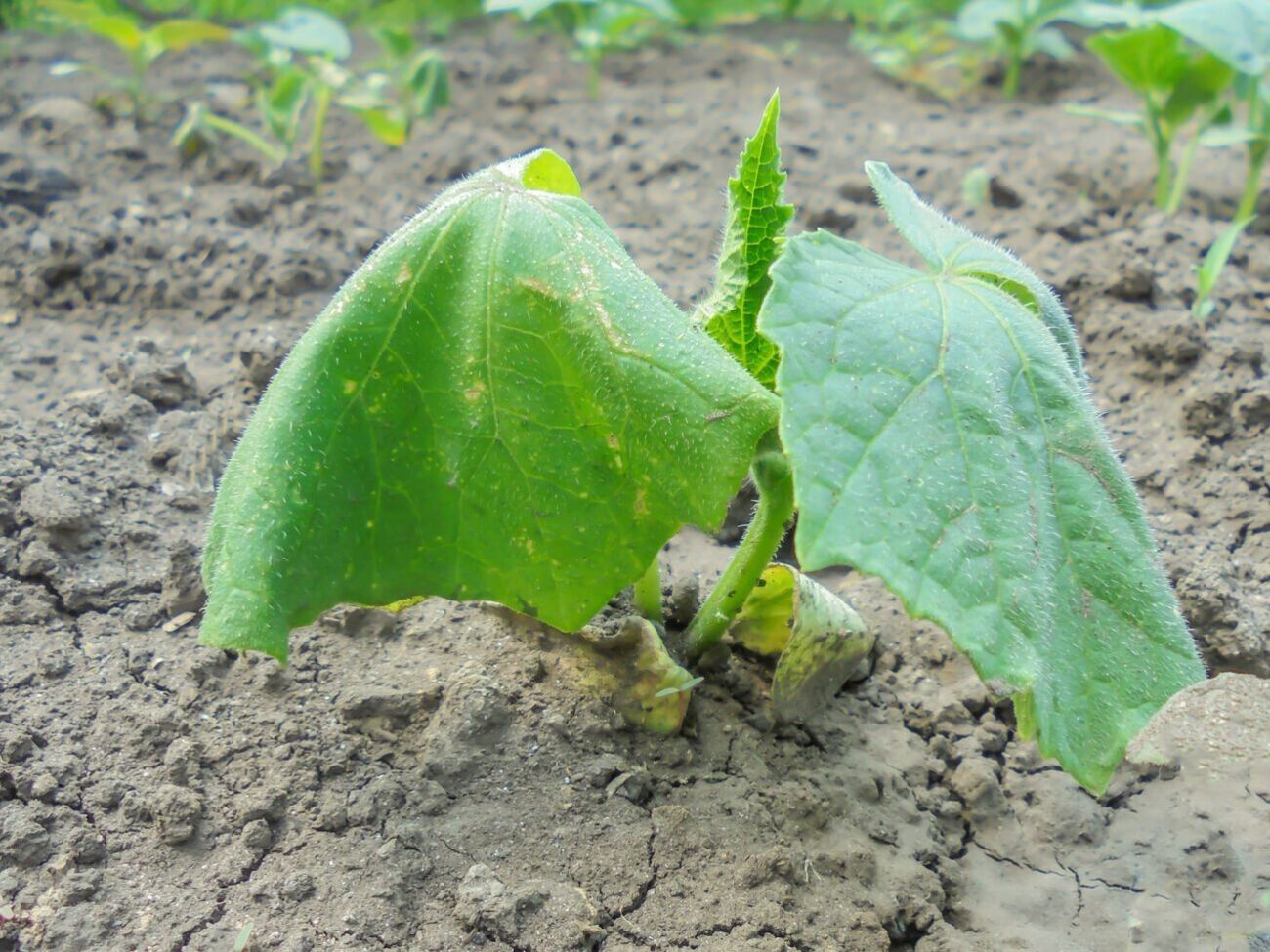 Увидев увядшие листья, многие огородники и садоводы совершают одну и ту же ошибку &ndash; они быстро заливают растение огромным количеством воды
