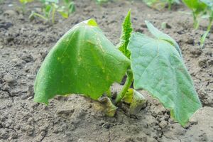 Увидев увядшие листья, многие огородники и садоводы совершают одну и ту же ошибку – они быстро заливают растение огромным количеством воды