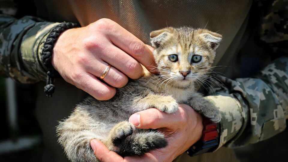 Сили оборони України від початку повномасштабного вторгнення РФ знищили приблизно 206 600 російських окупантів