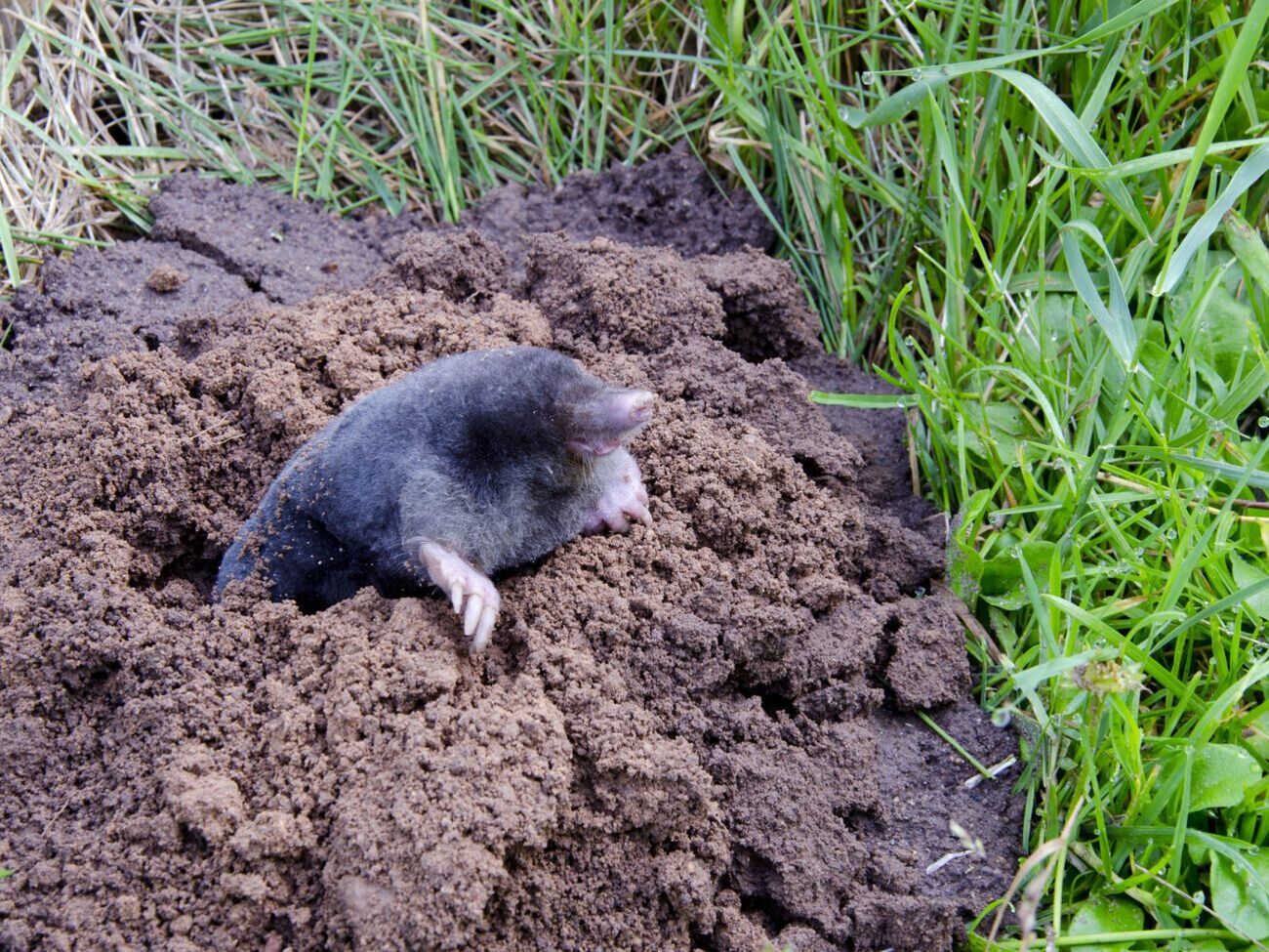 Не существует универсального способа отпугнуть кротов с участка и избавиться от них не так-то просто