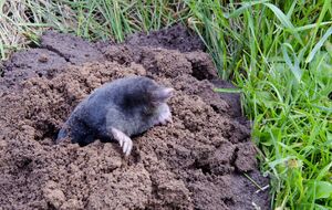 Не существует универсального способа отпугнуть кротов с участка и избавиться от них не так-то просто