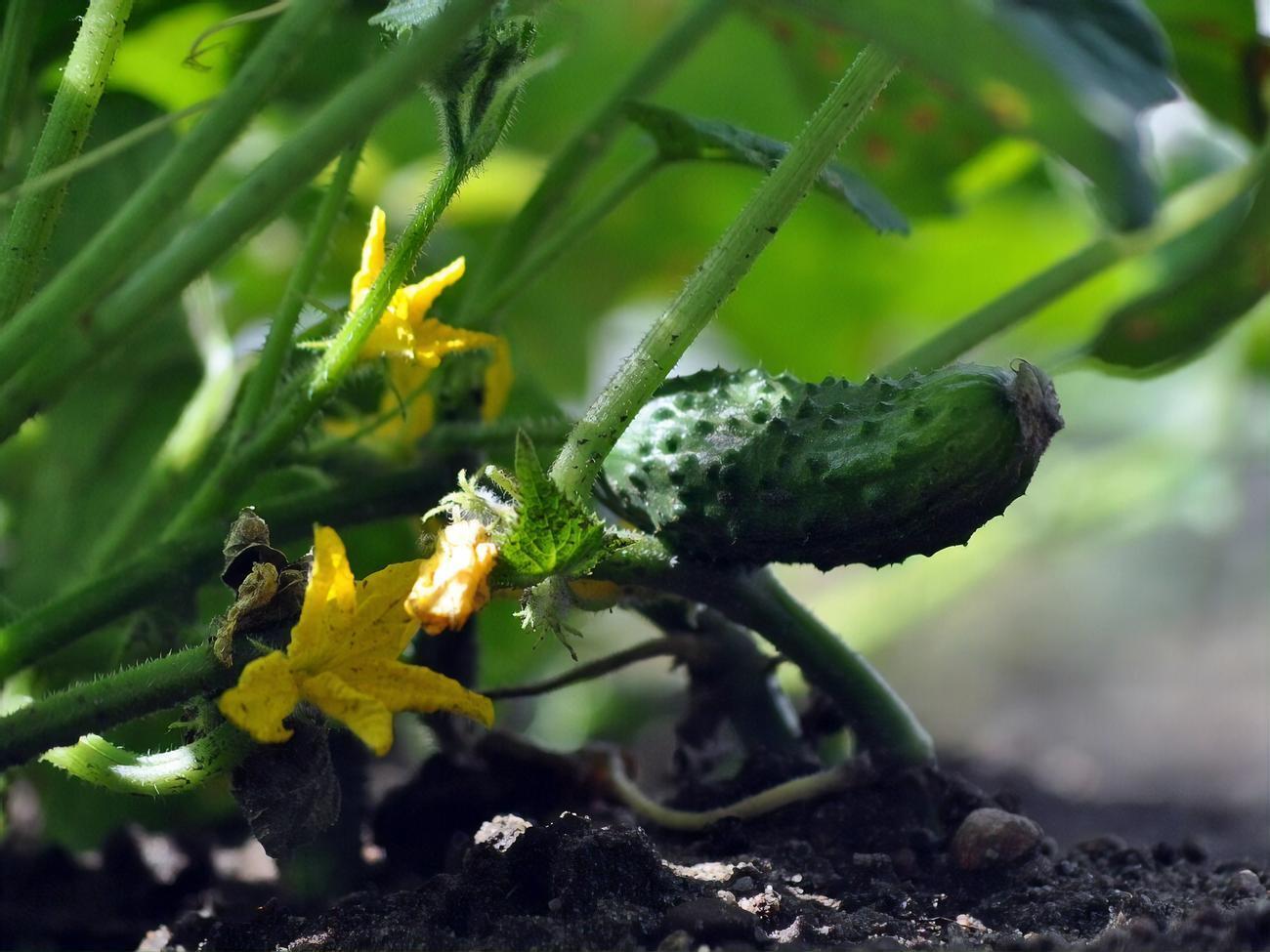 Урожай огурцов будет щедрым