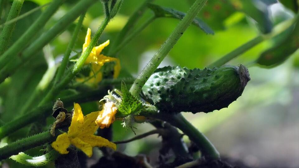 Урожай огурцов будет щедрым