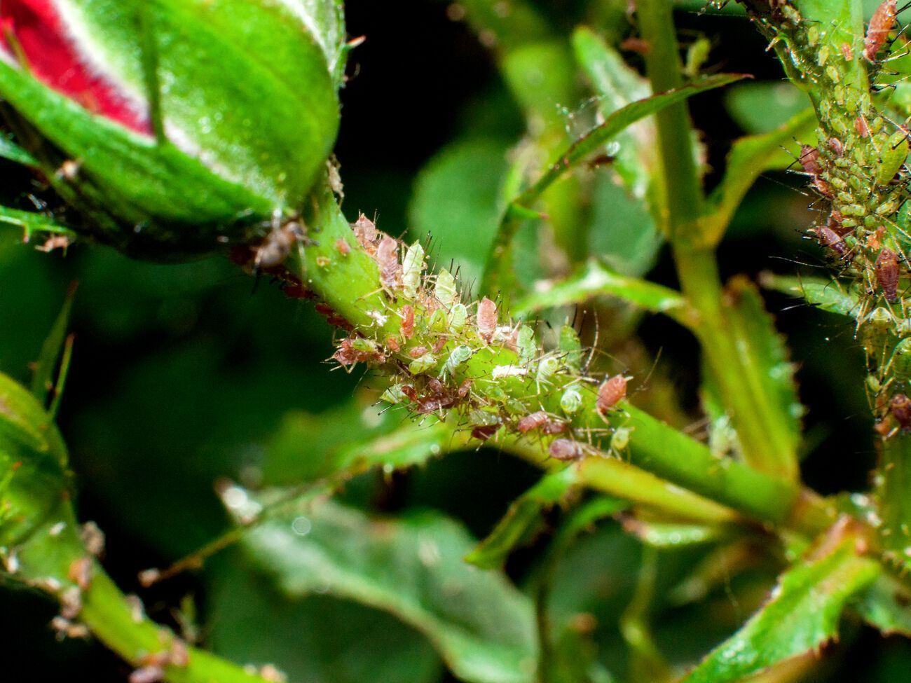 Для боротьби з попелицею експерти рекомендують обприскувати троянди спеціальним розчином