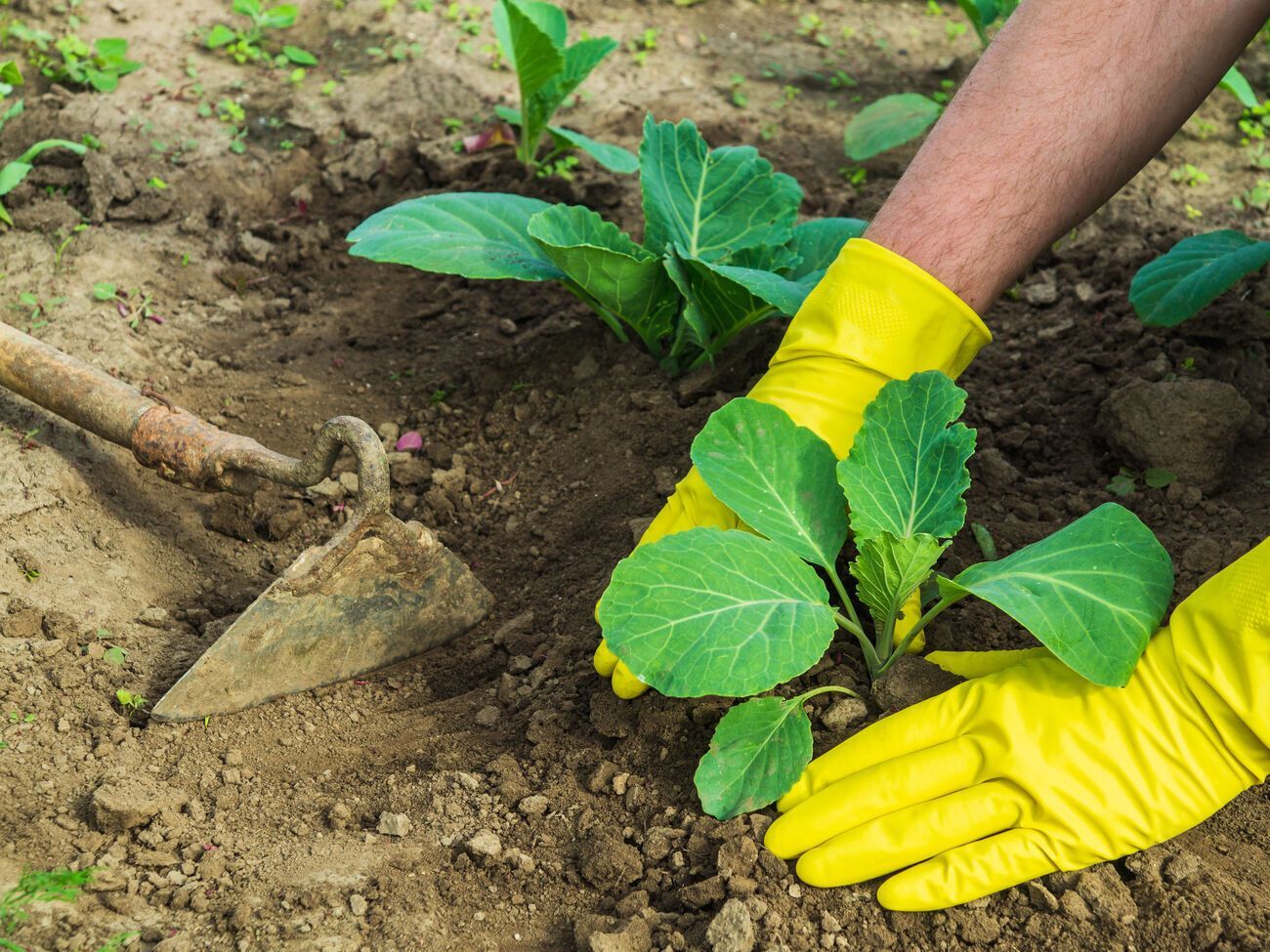 Додатково підживити розсаду капусти можна за допомогою попелу й невеликої кількості перегною, кинувши їх у ямку