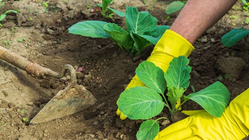 Додатково підживити розсаду капусти можна за допомогою попелу й невеликої кількості перегною, кинувши їх у ямку