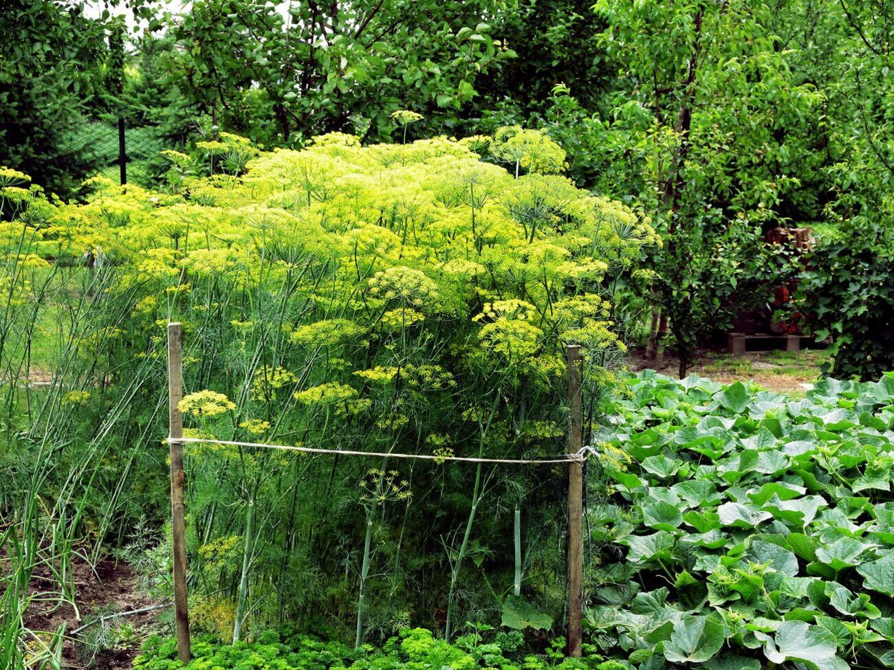 Укроп очень чувствителен к тому, какие культуры будут посажены рядом с ним
