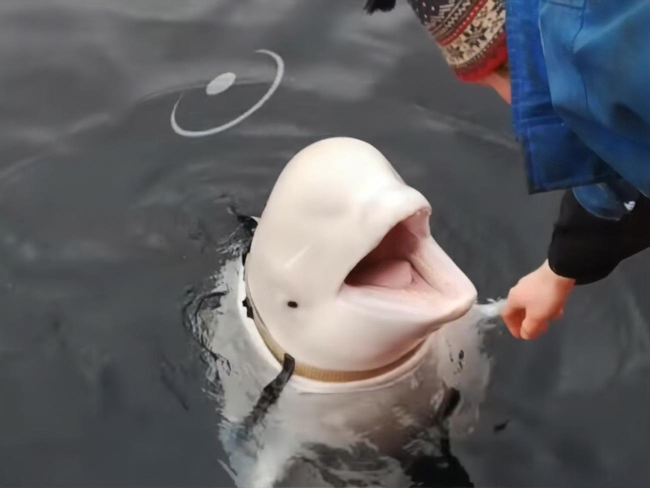 Норвежці прозвали кита Хвалдимир &ndash; від норвезького слова hval (кит) та імені російського президента Володимир