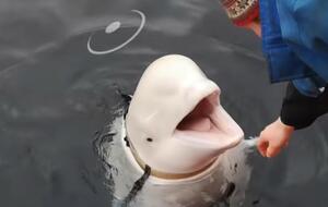 Норвежці прозвали кита Хвалдимир – від норвезького слова hval (кит) та імені російського президента Володимир