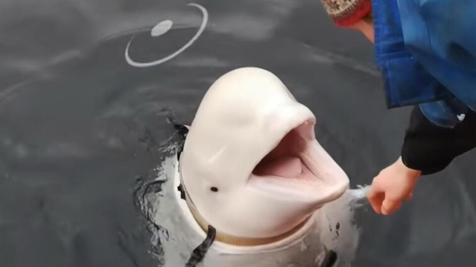 Норвежці прозвали кита Хвалдимир – від норвезького слова hval (кит) та імені російського президента Володимир