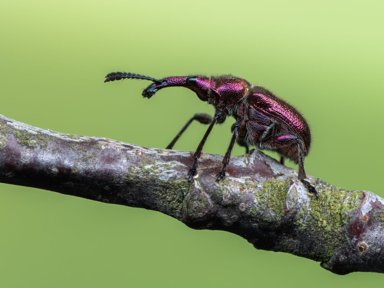 Довгоносики знищують рослини і призводять до їх загибелі