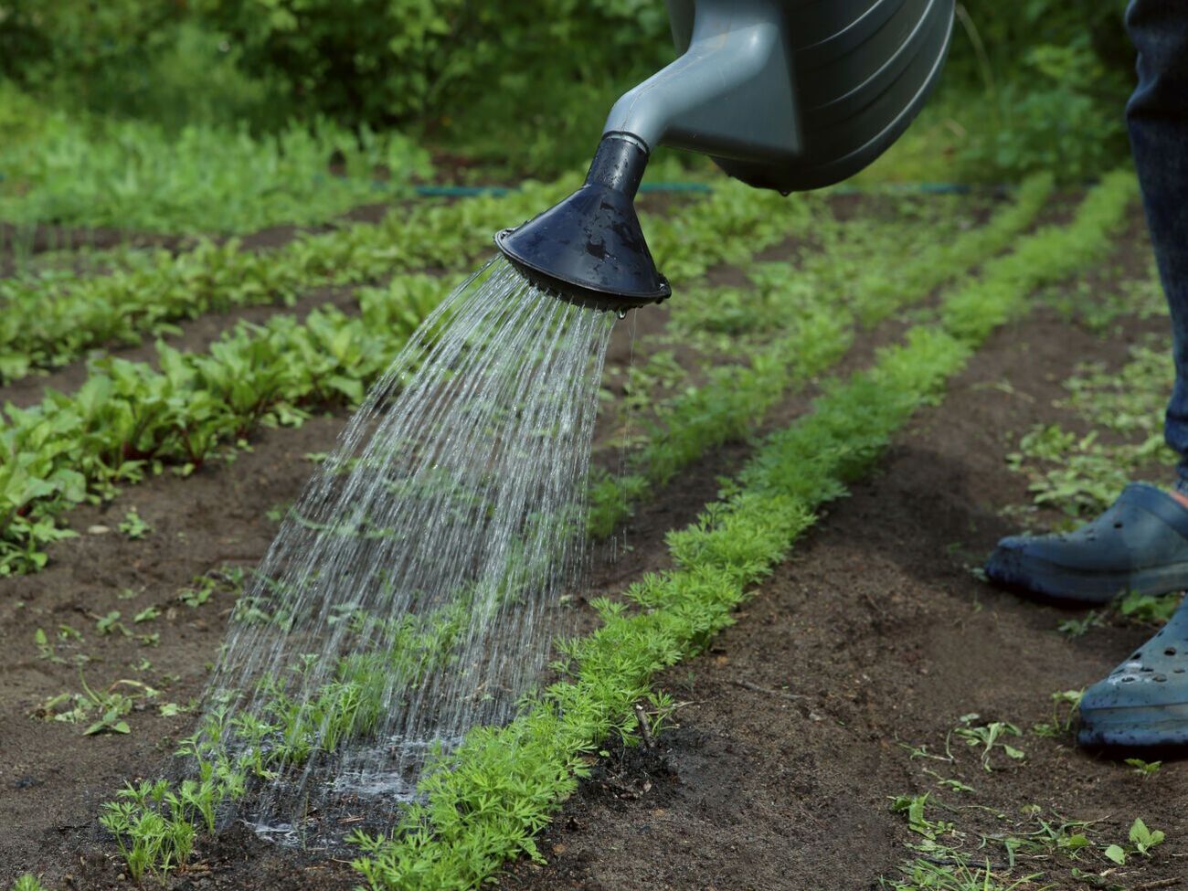 Полив соленой водой опытные огородники проводят тогда, когда морковь "плохо растет, чахнет, увядает или же дает плохие всходы"