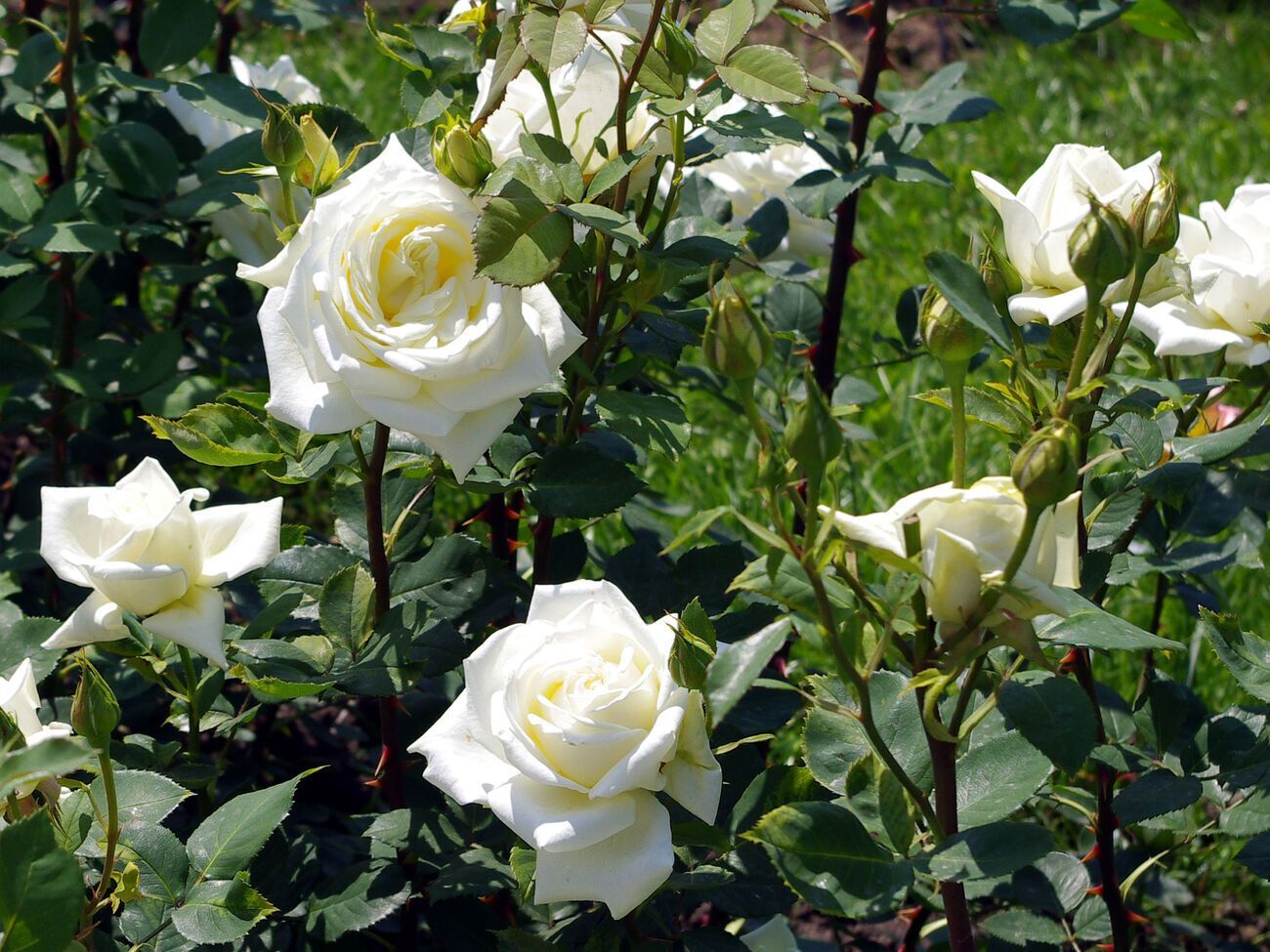 К насекомым, которые вредят розам, относятся личинки майских жуков и проволочники