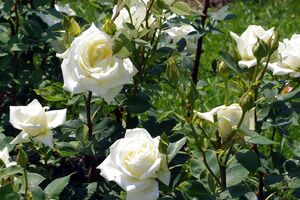 К насекомым, которые вредят розам, относятся личинки майских жуков и проволочники