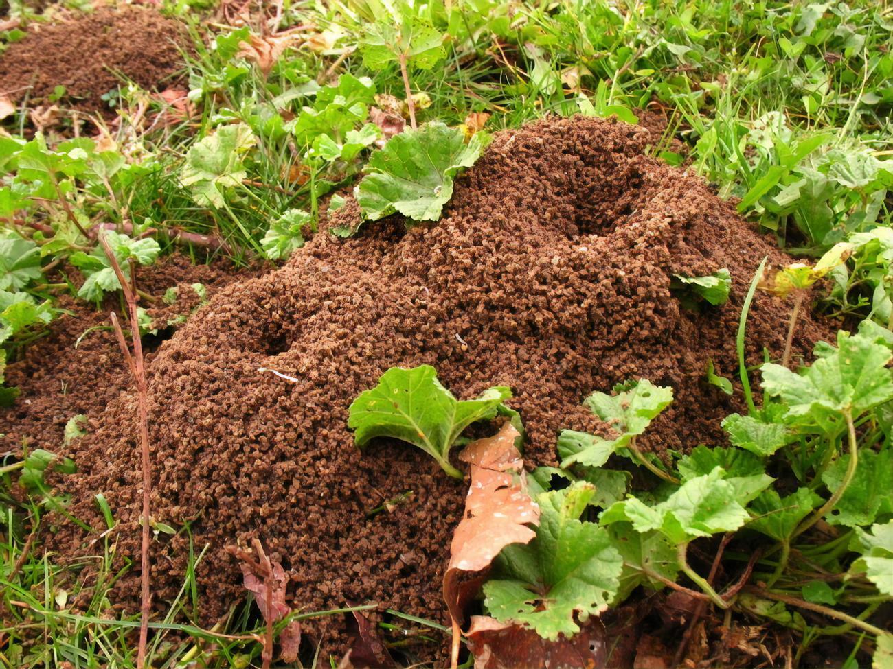 Средство можно сыпать прямо на муравейник