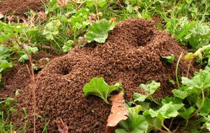 Средство можно сыпать прямо на муравейник