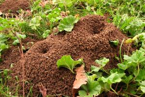 Засіб можна сипати просто на мурашник