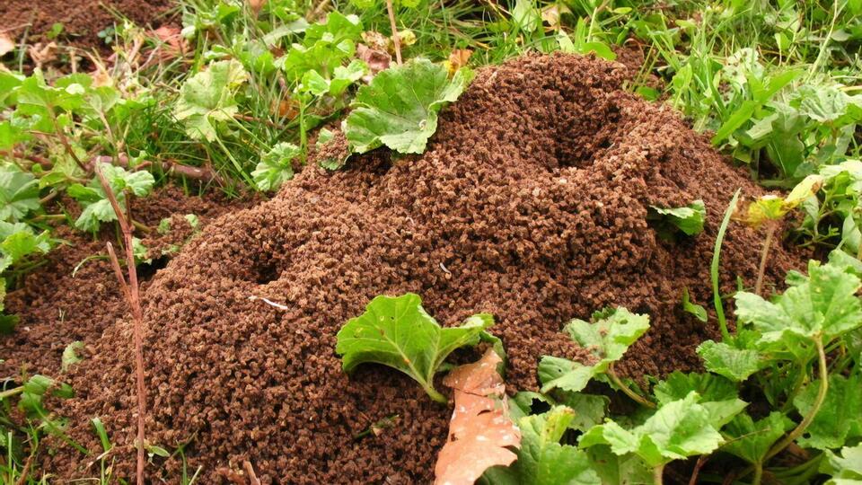 Средство можно сыпать прямо на муравейник