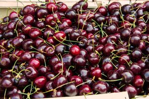 Свежая черешня выглядит упругой и блестящей