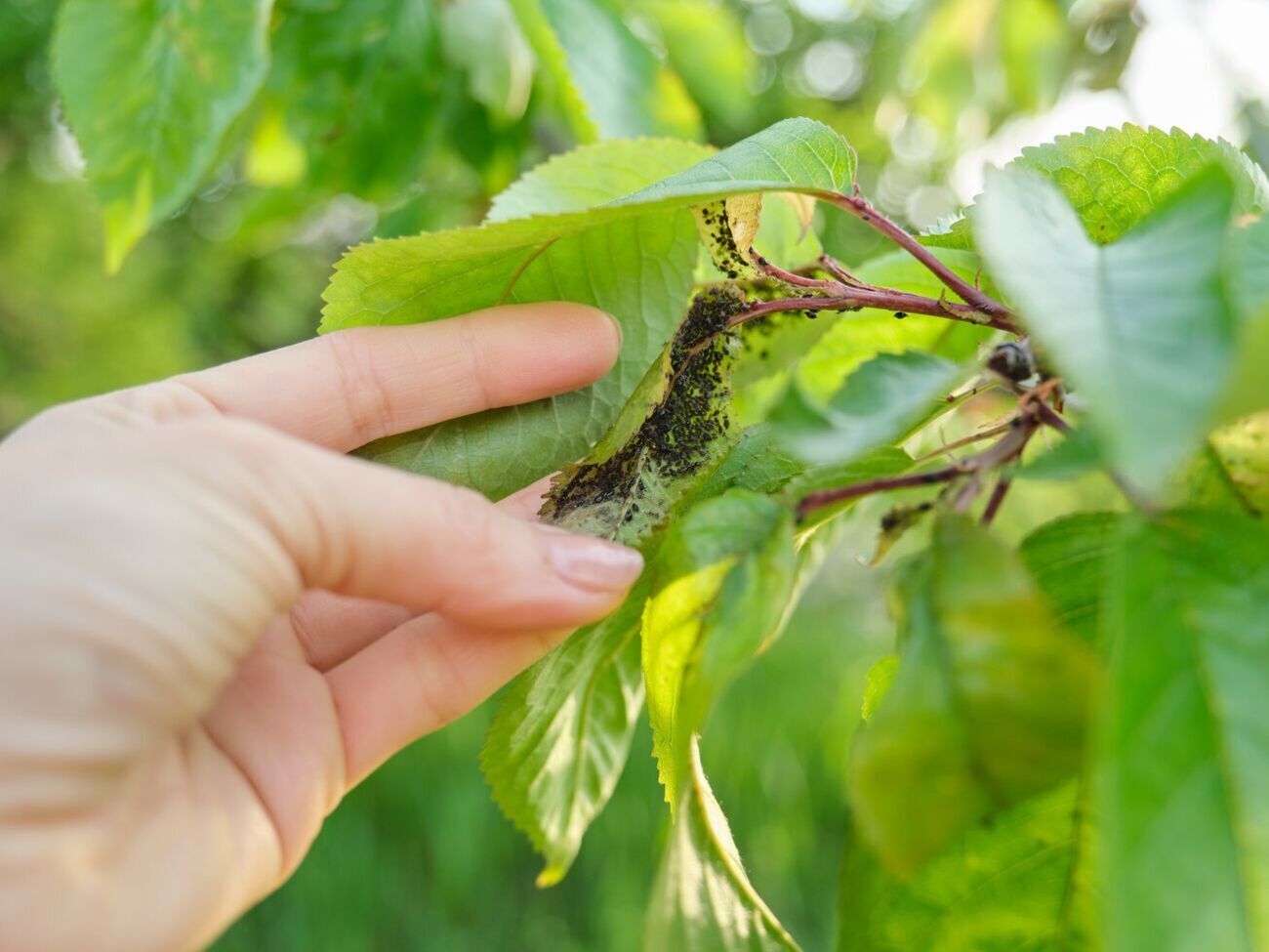 Експерти рекомендують обробити сад розчином на основі нашатирного спирту відразу ж, щойно з'явиться попелиця