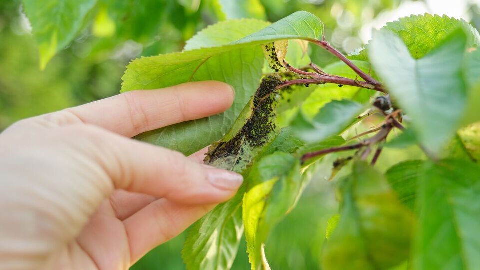 Експерти рекомендують обробити сад розчином на основі нашатирного спирту відразу ж, щойно з'явиться попелиця