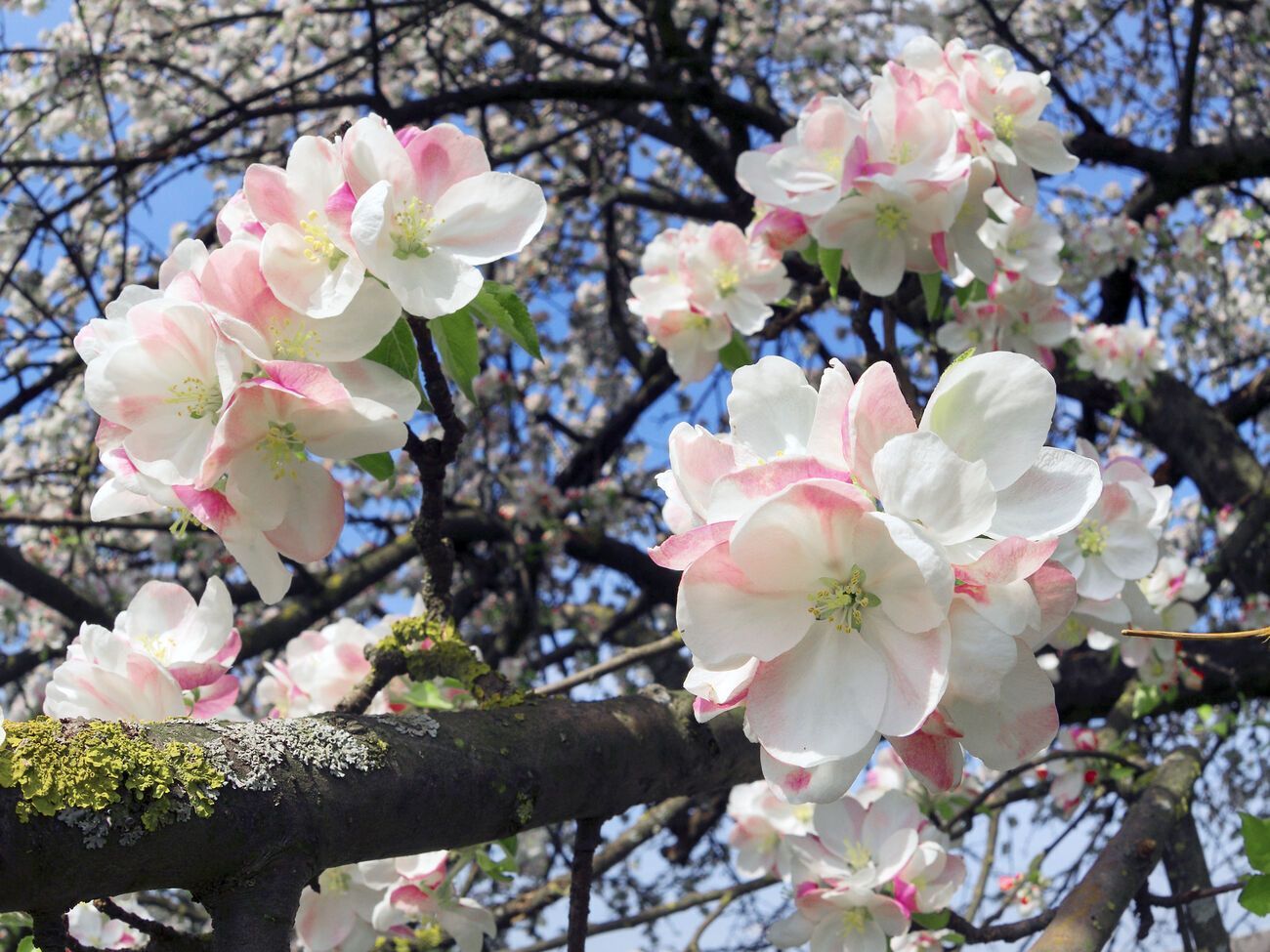 Если дерево цветет, то обработку лучше всего проводить в вечернее время