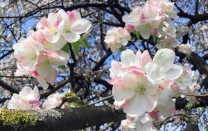 Если дерево цветет, то обработку лучше всего проводить в вечернее время