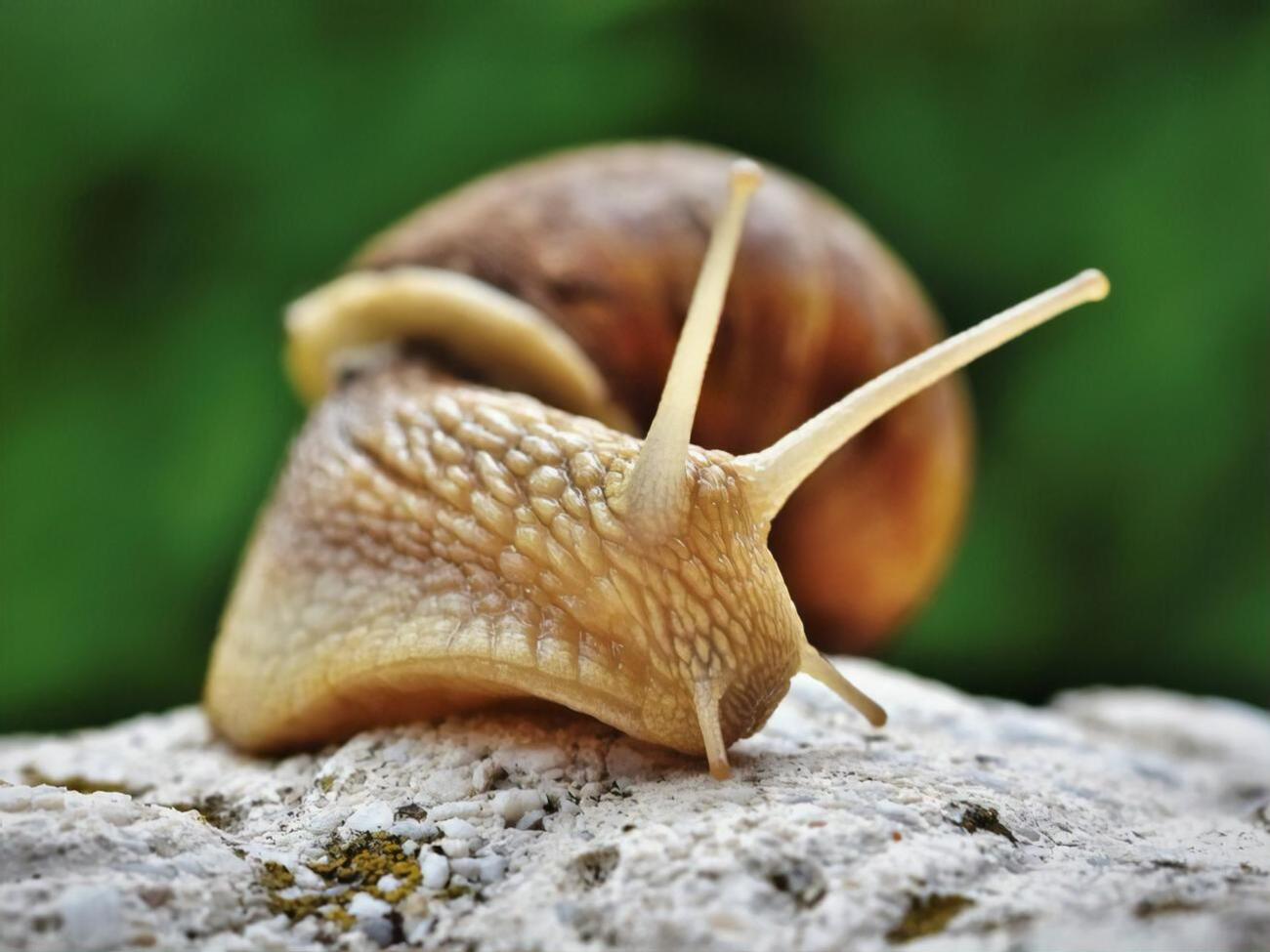 Улитки могут наносить вред растениям
