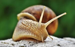 Равлики можуть завдавати шкоди рослинам