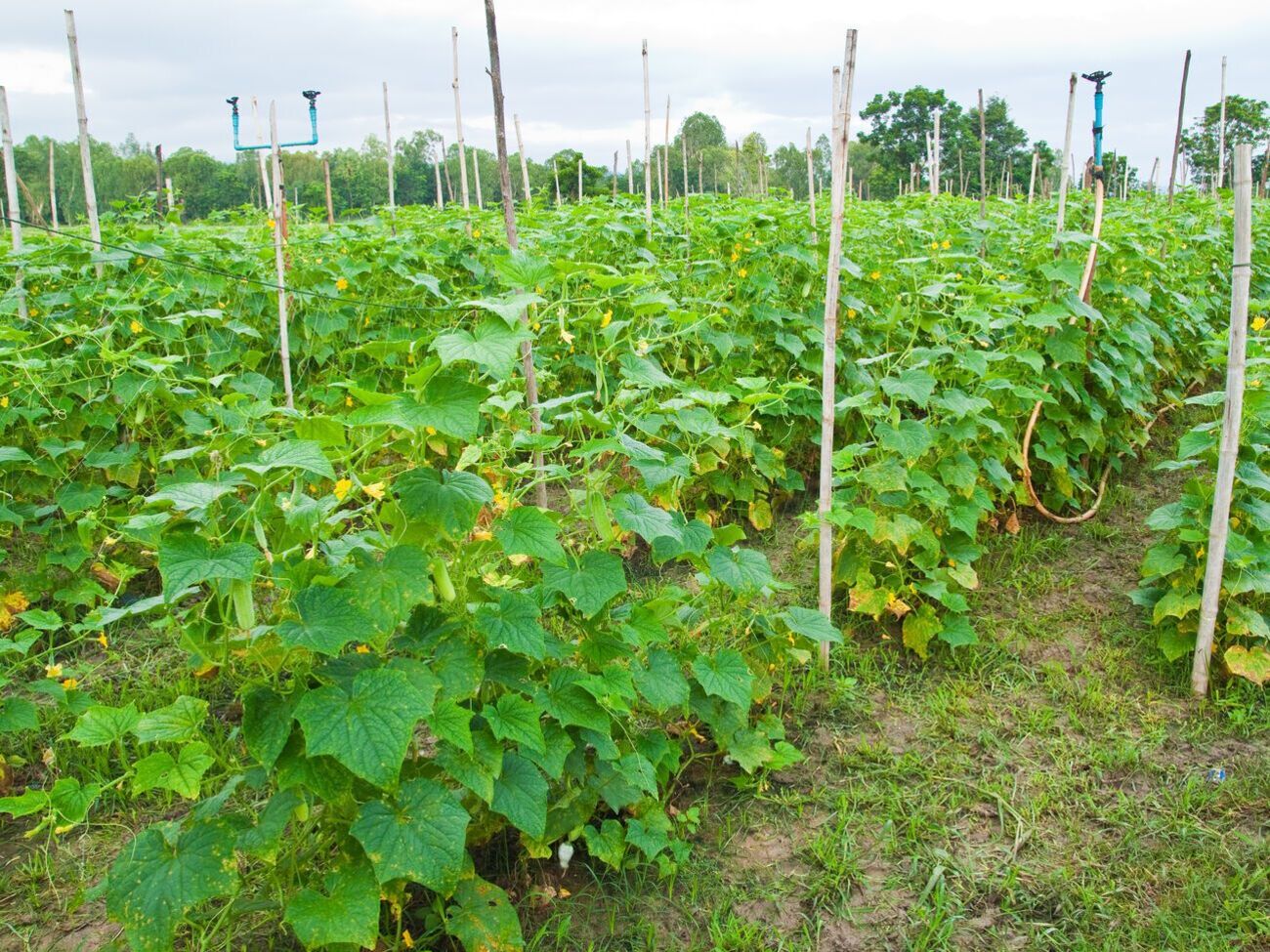 Мучнистая роса&nbsp;&ndash; самая распространенная болезнь огурцов