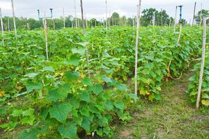 Мучнистая роса – самая распространенная болезнь огурцов