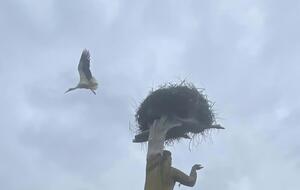Сверху над бетонной фигурой Матери-Родины аисты свили гнездо