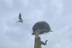 Сверху над бетонной фигурой Матери-Родины аисты свили гнездо