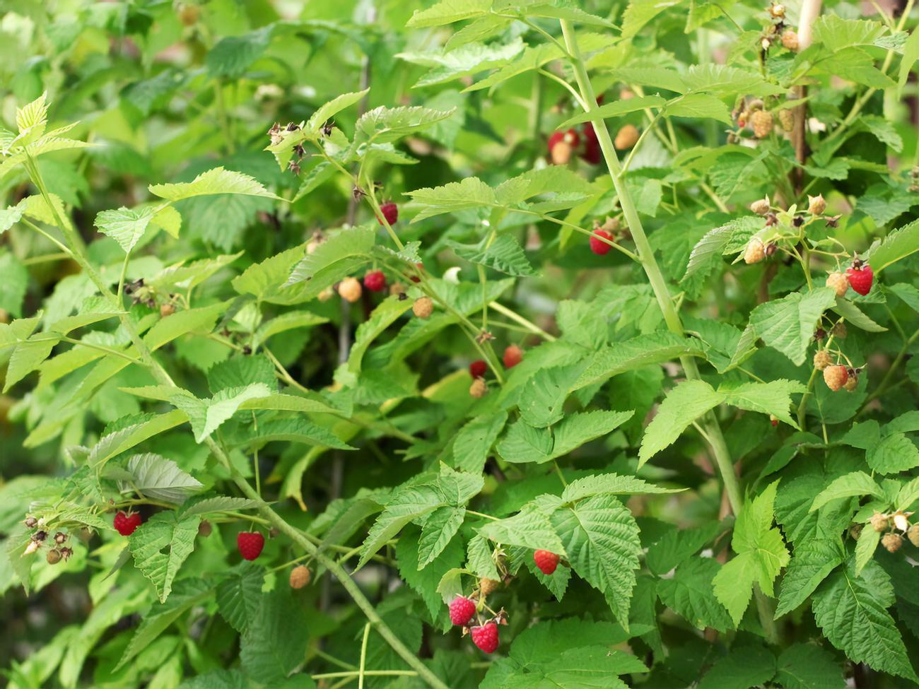 Средство от паутинного клеща можно применять раз в 10 дней