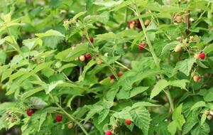 Средство от паутинного клеща можно применять раз в 10 дней