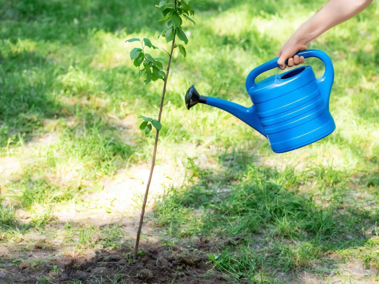 Лить воду лучше не на растение, а в лунку вокруг него