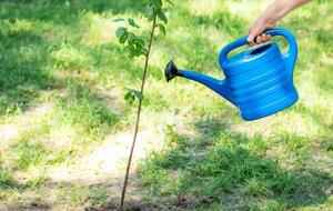 Лить воду лучше не на растение, а в лунку вокруг него